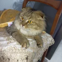 گربه اسکاتیش فولد وارداتی اصل