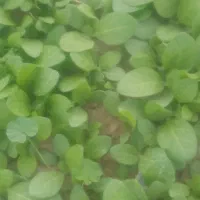 نشا برگ زرد|گل و گیاه طبیعی|کاکی, |دیوار