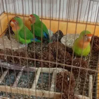 طوطی برزیلی|پرنده|شیراز, گلشن|دیوار