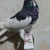 کفتر یال سیاه نر|پرنده|طسوج, |دیوار