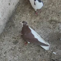 چپ سرخ چپ سیاه چپ‌زرد دم سفید|پرنده|گلبهار, نوبهار|دیوار