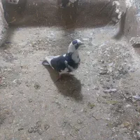 کفتر|پرنده|مشهد, مشکینی (شهرک غرب)|دیوار