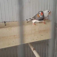 فروش یک جفت فنچ زیبا با قفس ۵۰۰