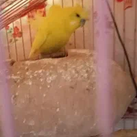 مرغ عشق پروانه ای زد قناری