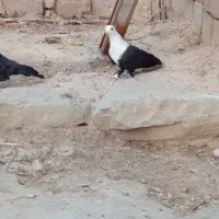 کبوتر کلاغ نر ..معاوظه|پرنده|شوشتر, |دیوار