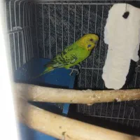 مرغ عشق|پرنده|شیروان (خراسان), |دیوار