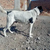 واگذاری سگ|سگ|سراب, |دیوار