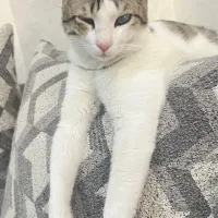 دوتا پیشی ۱۱ ماهه عقیم شده نابینا