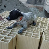 حیوان خانگی