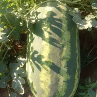 هندوانه بیضی اصلی مخصوص صادرات|عمدهفروشی|شوش, |دیوار