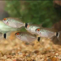 فروش ویژه تترا و چشم چراغی