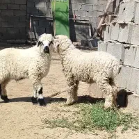 دوتا بره نر خوشگل
