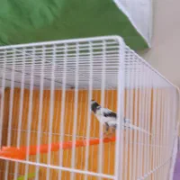 قناری نروماده|پرنده|مشهد, گاز|دیوار