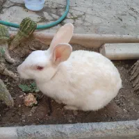 خرگوش جفت نروماده آماده قبراق|موش و خرگوش|شیراز, اصلاح‌نژاد|دیوار