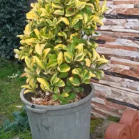 گل وگیاه طبیعی|گل و گیاه طبیعی|واجارگاه, |دیوار