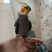 یک جفت عروس هلندی دستی