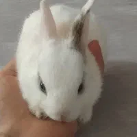 بچه خرگوش