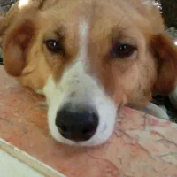 واگذاری سگ. نگهبان. میپزیرم