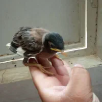 جوجه مرغ مینا افغان کام سیاه اصل رسید