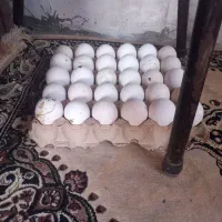 تخم بوقلمون