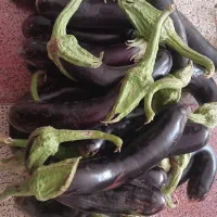 بادمجان