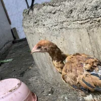 خروس محلی و خروس لاری|حیوانات مزرعه|گرگان, |دیوار