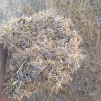 کاه گندم دیم عمده و خورده تضمینی