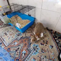 خرگوش|موش و خرگوش|شهریار, شهریار|دیوار