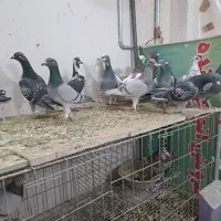 ۱۶ تا هوایی درجه ۱