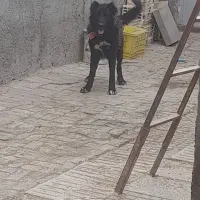 سگ قدر جونی