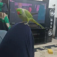 ملنگو نر سخنگو فول دستی