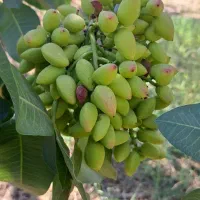 پیش خرید پسته( خرید سر درختی)