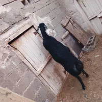 بره ماده سیاه سم توک