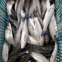 ماهی آمور اصلاح نژاد شده با سرعت رشد بالا