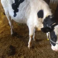 گوسفند|حیوانات مزرعه|سنقر, |دیوار