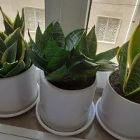 گل های شاداب|گل و گیاه طبیعی|ابهر, |دیوار