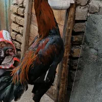 لاری ۱۲ماهه