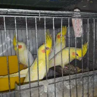 عروس هلندی لوتینو زعفرانی|پرنده|رشت, فرزانه|دیوار