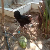 مرغ سلطان ونیمچه مرغ|حیوانات مزرعه|آبدان, |دیوار