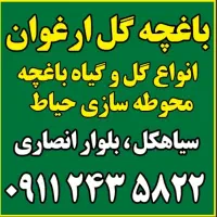 نهال میوه همجوره مرکبات|گل و گیاه طبیعی|سیاهکل, |دیوار