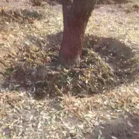 سمپاشی و چال کود وحرس درختان