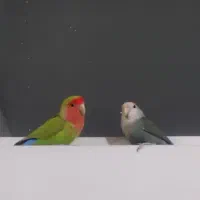 طوطی برزیلی