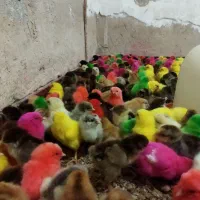 جوجه رنگی وجوجه محلی وجوجه اردک|حیوانات مزرعه|اندیمشک, |دیوار