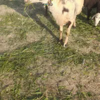 قوچ سفید|حیوانات مزرعه|اشترینان, |دیوار