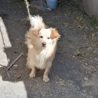 سگ خونگی بسیار زرنگ و باهوش