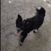 اشپیزاپاکوتاه ایتالیایی