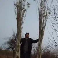 رقم نهال های 1ساله و 2ساله|گل و گیاه طبیعی|دیواندره, |دیوار