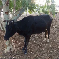یک عدد گاو و یک عدد گوساله