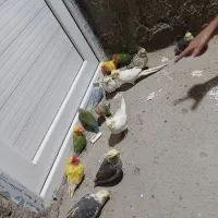 ۷تا عروس و۷تا طوطی برزیلی