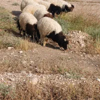 فروش10راس بره پروار2راس بزآبستن1چپش ماده